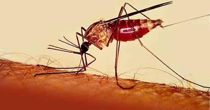 anopheles-mosquito
